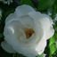 Rosa del giardino di Roberto
